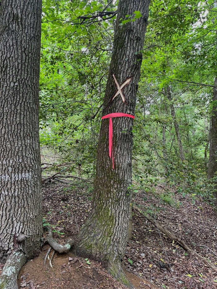 A blazed witness tree marked with flagging tape at a property corner